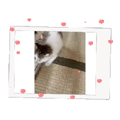 [LINEスタンプ] cat元保護猫スタンプ.