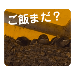 [LINEスタンプ] ツバメのひな、ご飯まだ？ご飯来たー。