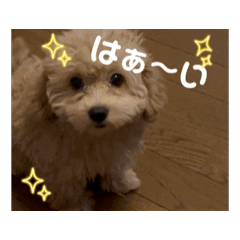 [LINEスタンプ] 動くマルプーCOCOスタンプ