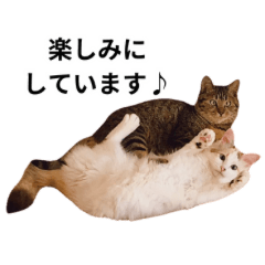 [LINEスタンプ] ニャオチビ 2