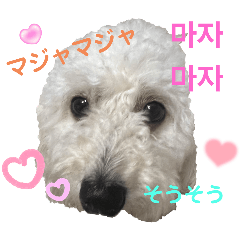 [LINEスタンプ] ダップーシュガー(韓国語編)