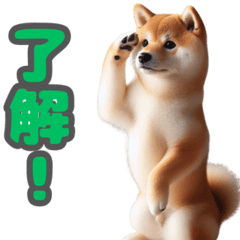 [LINEスタンプ] 柴犬ベーシック 日常会話