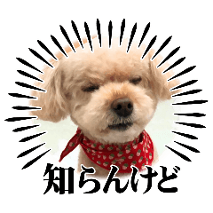 [LINEスタンプ] きなこの可愛Stamp