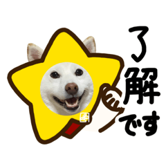 [LINEスタンプ] 白柴犬40面相スタンプ夏(実写)