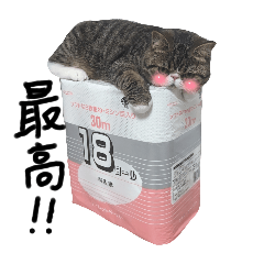 [LINEスタンプ] 毎日ゆったり過ごす猫⑧の画像（メイン）