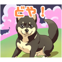 [LINEスタンプ] 黒柴くんの毎日使える！日常スタンプ