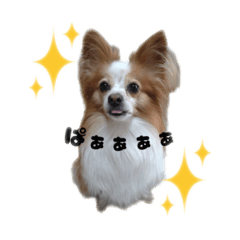 [LINEスタンプ] 可愛い犬のすたんぷです