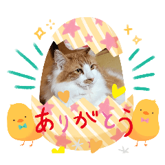 [LINEスタンプ] カワチイニャンズ