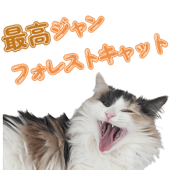 [LINEスタンプ] 最高ジャンフォレストキャット！！！！！！の画像（メイン）