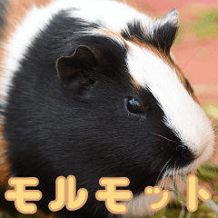 [LINEスタンプ] 動物園の仲間たち(モルモット)