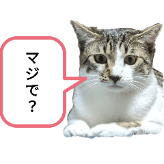 [LINEスタンプ] サバシロマニア1