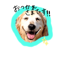 [LINEスタンプ] ゴールデンレトリバー/トイプードル/チワワ
