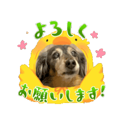 [LINEスタンプ] 動くワンコ