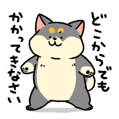 [LINEスタンプ] 柴犬むち【黒柴多め】