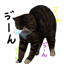 [LINEスタンプ] 毎日ゆったり過ごす猫⑨