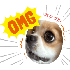 [LINEスタンプ] chillペキキャバ（ペキニーズキャバリア）の画像（メイン）