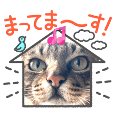 [LINEスタンプ] 我が家の猫 末っ子です。