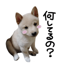 [LINEスタンプ] 白柴テンくんの一日。