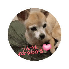 [LINEスタンプ] 動く犬のスタンプ