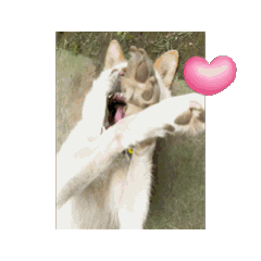 [LINEスタンプ] 気まぐれ犬 ラヴィちゃんの日常GIFスタンプ