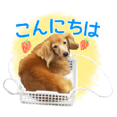 [LINEスタンプ] ミニチュアダックスフンド・ベリーの日常