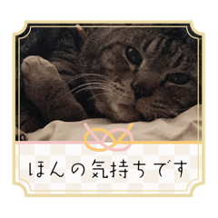 [LINEスタンプ] リアル猫のりゅうくん日常スタンプ