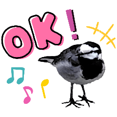 [LINEスタンプ] 早歩き鳥のハクセキレイ4（簡単な英会話）