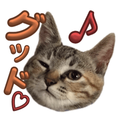 [LINEスタンプ] にゃんDEめーん♫