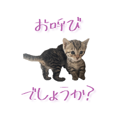 [LINEスタンプ] キジトラのつくねつみれ