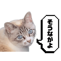 [LINEスタンプ] COCO TAKEMOTO -season 3-