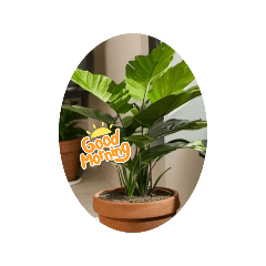 [LINEスタンプ] 癒し観葉植物スタンプ