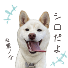 [LINEスタンプ] 白い柴犬のシロ