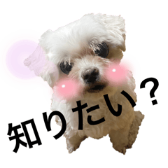 [LINEスタンプ] マルチーズのMOCOちゃん②