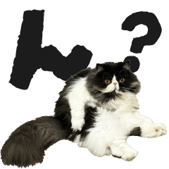 [LINEスタンプ] ドミの日常！