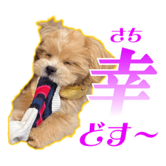 [LINEスタンプ] 【ペキプーちゃい】語彙録vol.2