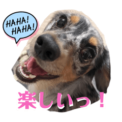 [LINEスタンプ] チワックス シルバーダップル