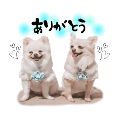 [LINEスタンプ] もふもふポメチワ
