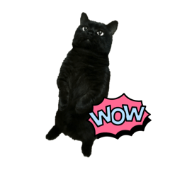 [LINEスタンプ] 次男ネロ