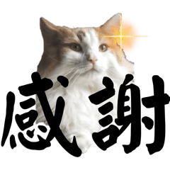 [LINEスタンプ] 猫のムーたんダヨ3