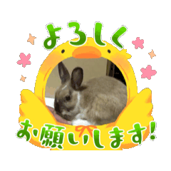 [LINEスタンプ] うさぎ動くスタンプ