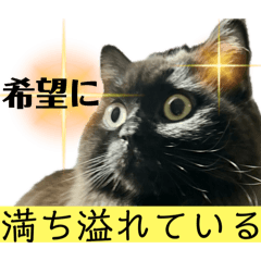 [LINEスタンプ] 黒猫 ルナ院長150にゃんめ