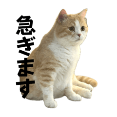 [LINEスタンプ] スコティッシュフォールド(立ち耳)猫