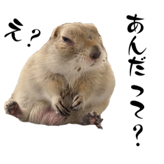 [LINEスタンプ] リチャードソンジリスのとろろ4