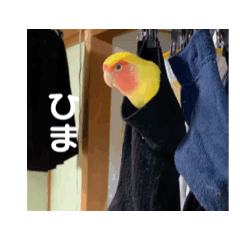 [LINEスタンプ] かわいいインコの動くスタンプ