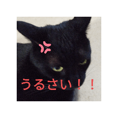 [LINEスタンプ] ちょこちゃんいいね
