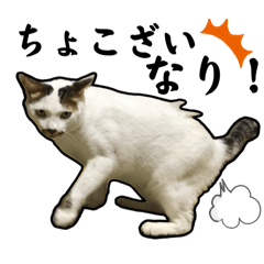 [LINEスタンプ] チロちゃんの日常①