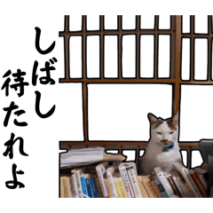 [LINEスタンプ] チロちゃんの日常③