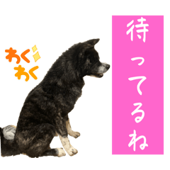 [LINEスタンプ] 秋田犬虎太