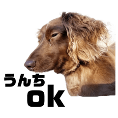 [LINEスタンプ] 犬のお世話