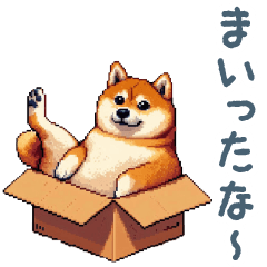 [LINEスタンプ] 毎日使える箱入り柴犬【挨拶・かわいい】